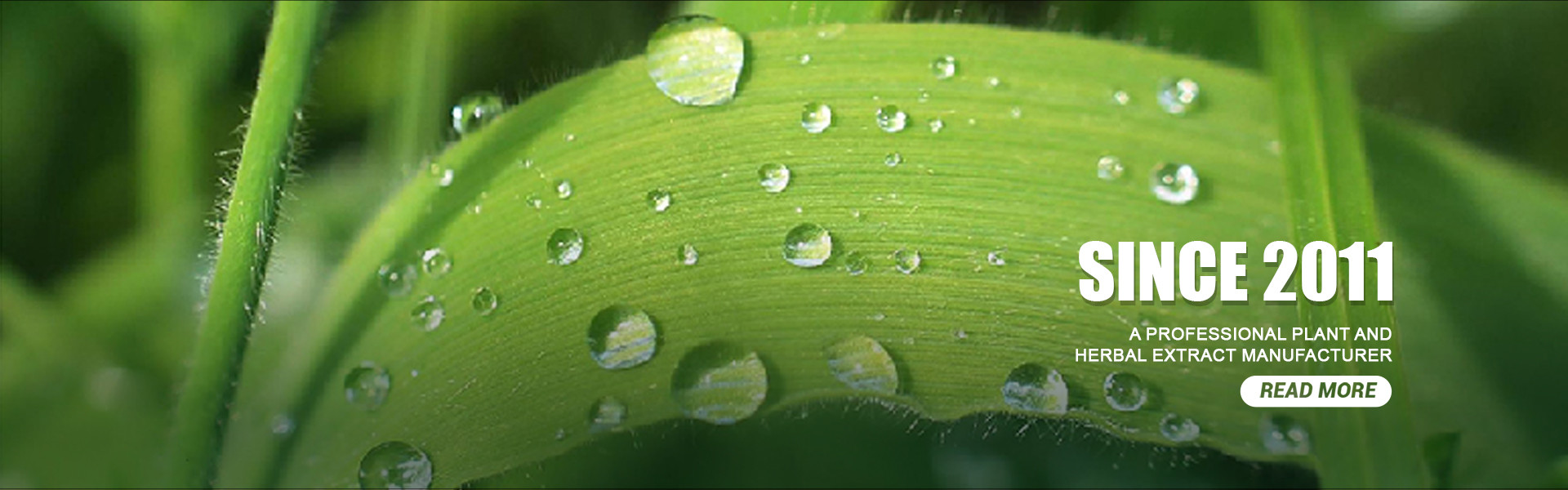 calidad Polvo de extracto de plantas fábrica